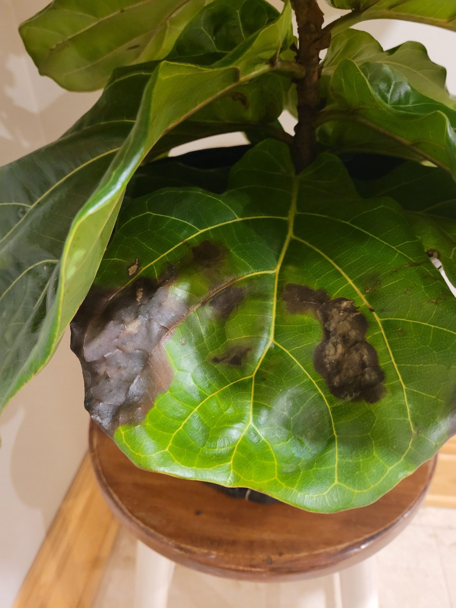 Le foglie del tuo Ficus lyrata fanno i capricci? Ecco cosa indica davvero la comparsa di macchie