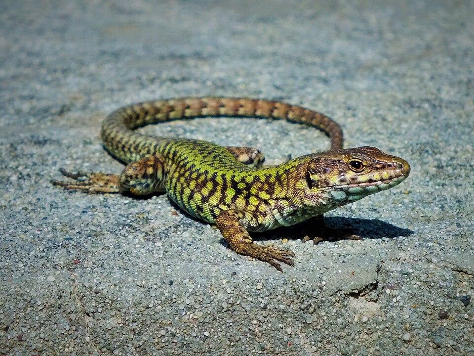 Non sopporti le lucertole sul terrazzo? Prova questi accorgimenti gentili e funziona davvero