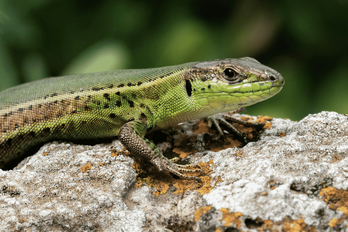 Non sopporti le lucertole sul terrazzo? Prova questi accorgimenti gentili e funziona davvero